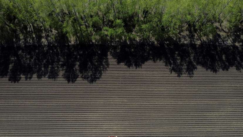Potato planting in Novosibirsk region