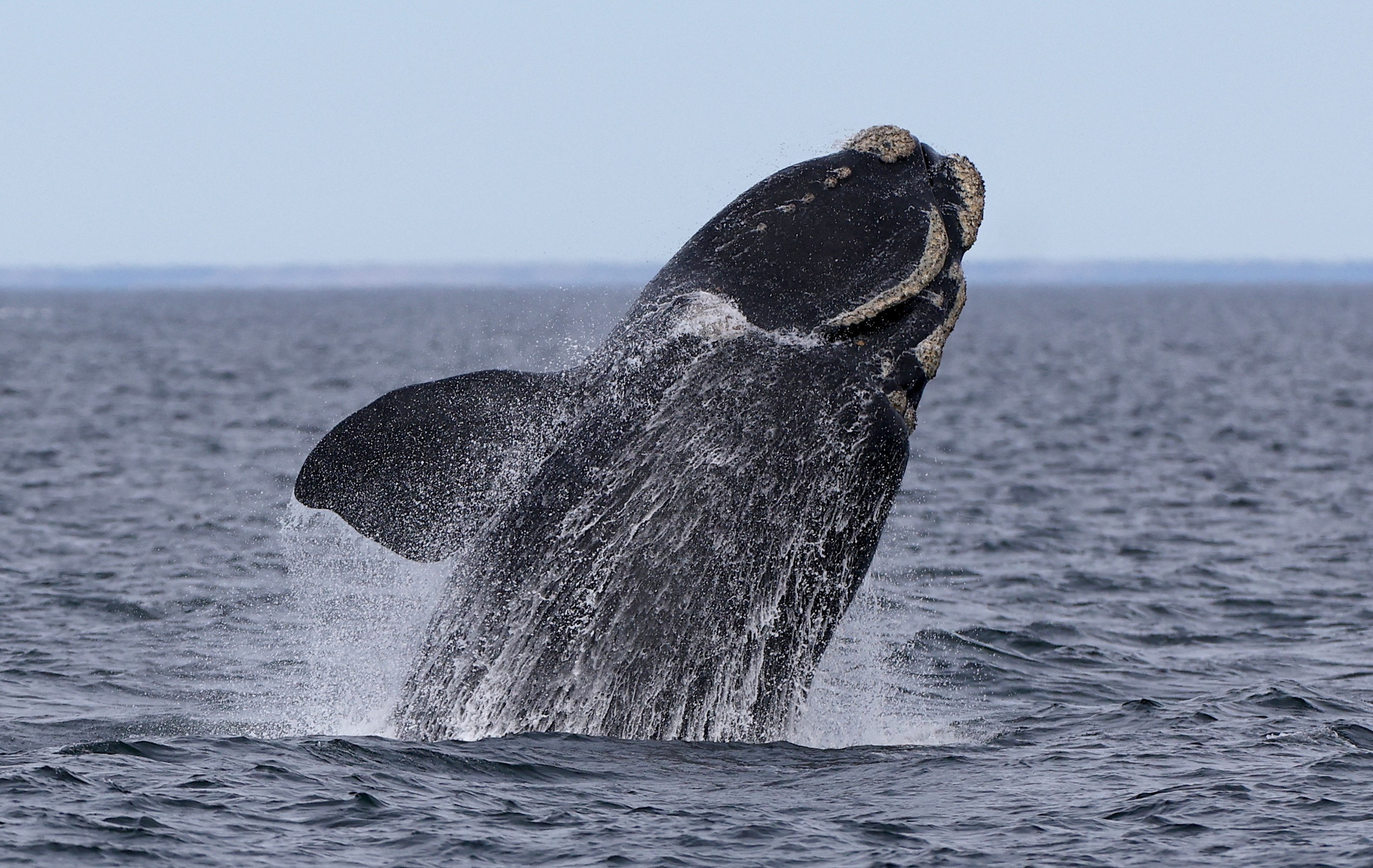 Off Argentina's Patagonian coast, whales and their calves dive deep for food