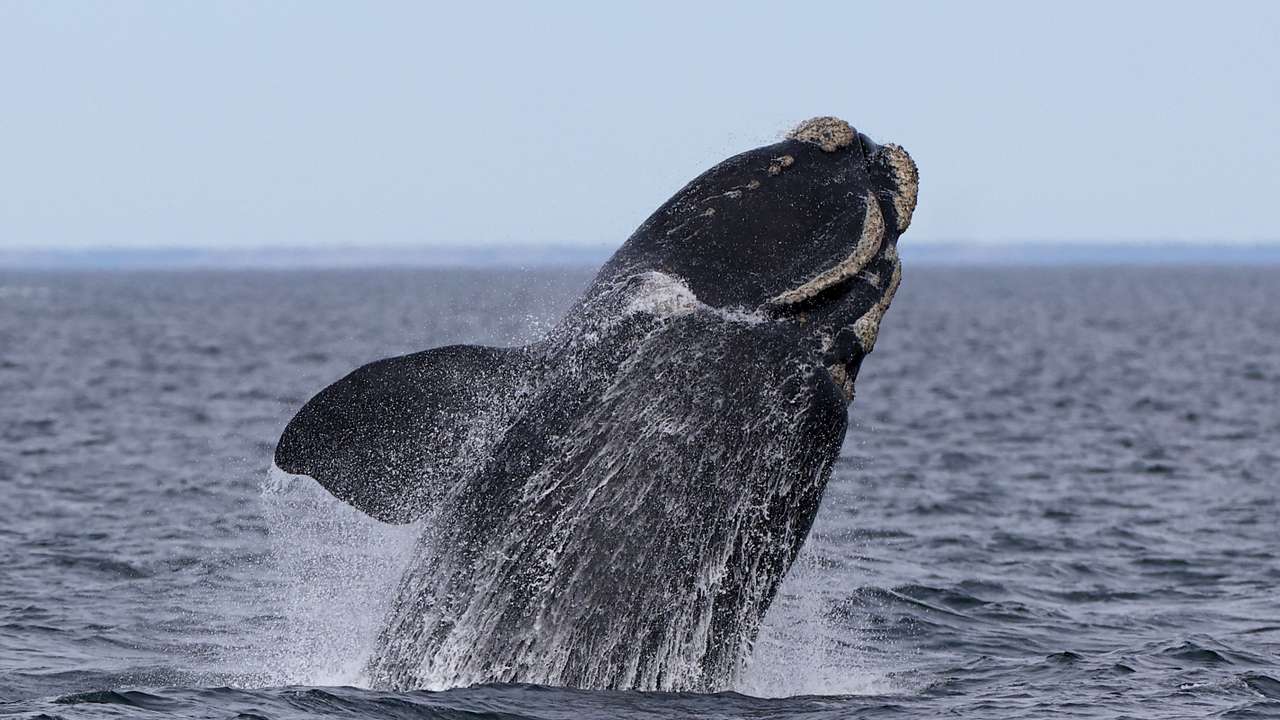 Off Argentina's Patagonian coast, whales and their calves dive deep for food