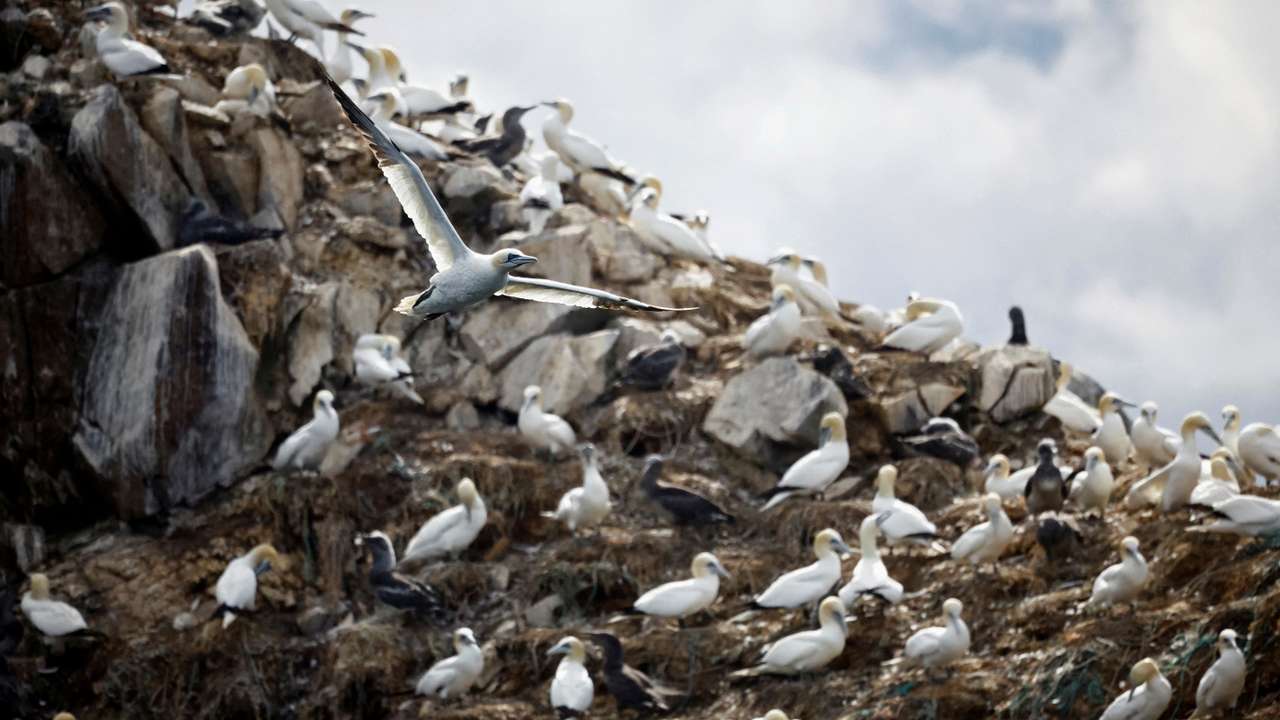 FILE PHOTO: New bird flu wave in France raises fears deadly virus here to stay