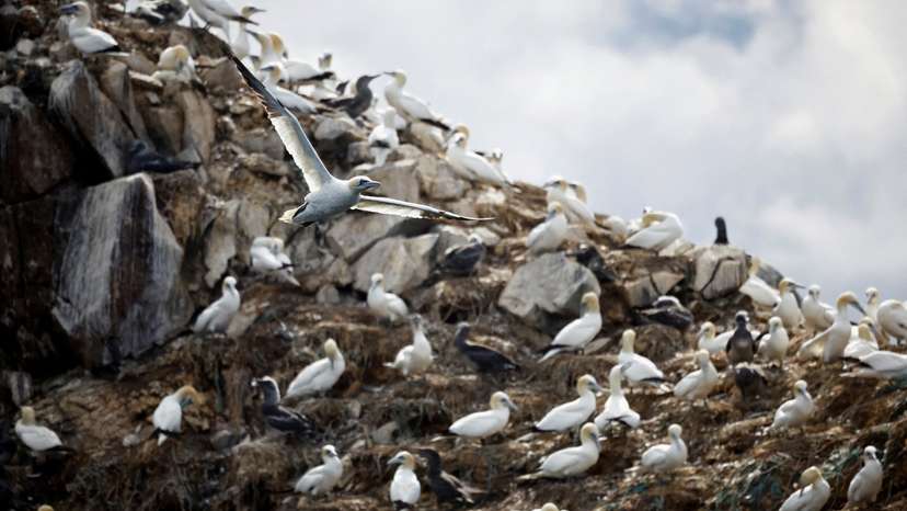 FILE PHOTO: New bird flu wave in France raises fears deadly virus here to stay