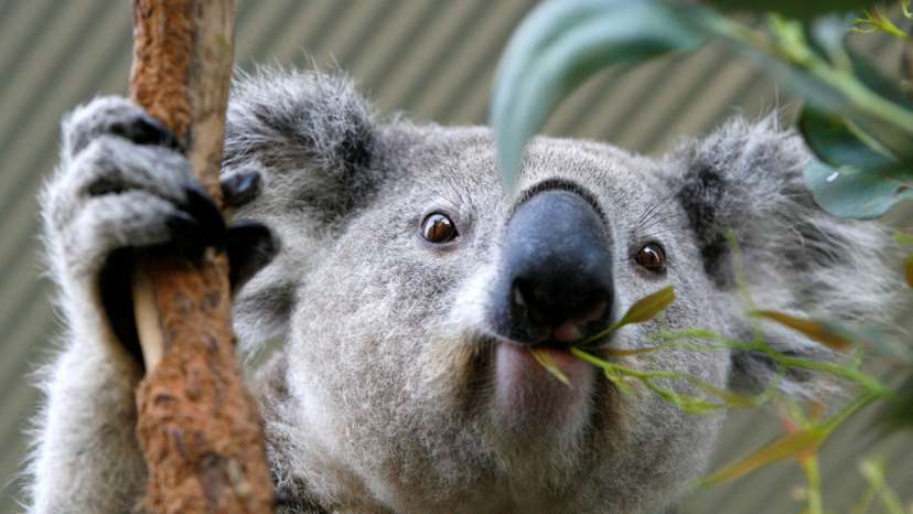 FILE PHOTO: A koala chews eucalyptus leaves at an animal park in Sydney