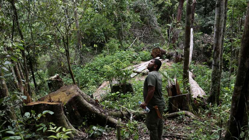 Local ranger Amran Siagian in Sipirok, North Sumatra province