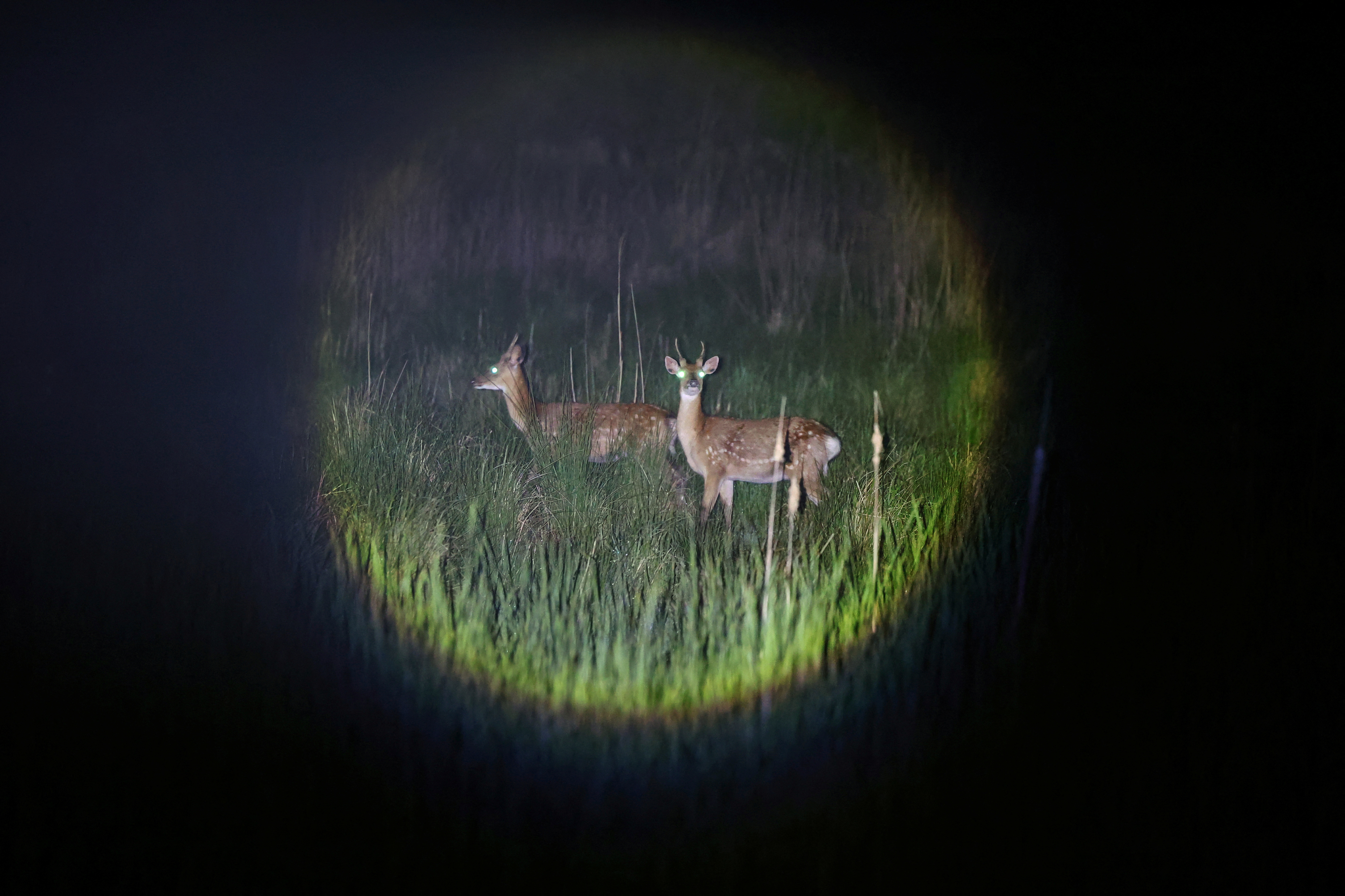 The Wider Image: Swelling deer herd hems in South Korean islanders