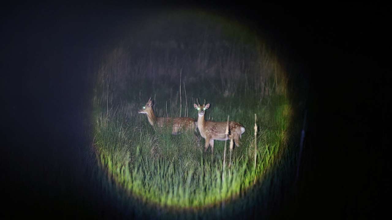 The Wider Image: Swelling deer herd hems in South Korean islanders