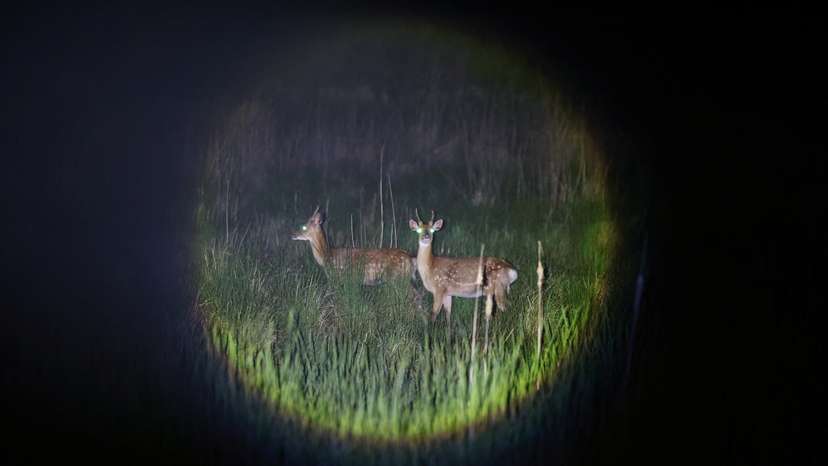 The Wider Image: Swelling deer herd hems in South Korean islanders