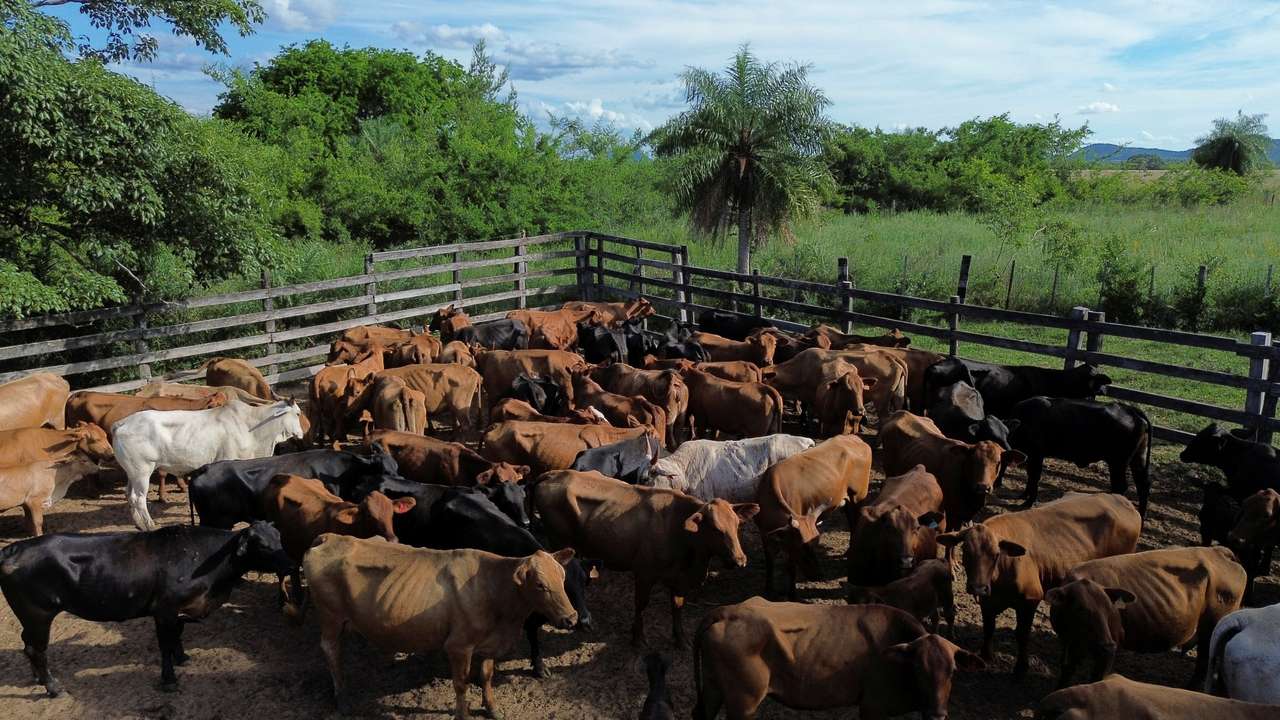 A drone view shows cattle, as top officials of the European Union and the South American bloc Mercosur are about to make history with the signing of a free trade agreement over the weekend, ending 25 years of negotiations between them, in Pirayu, Paraguay, January 15, 2026. REUTERS/Cesar Olmedo