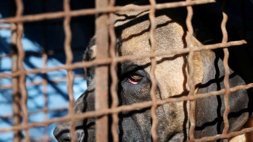 FILE PHOTO: Protest to demand the government to scrap plans to pass a bill to enforce a ban on eating dog meat in Seoul