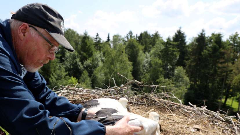 Denmark hopeful about stork population return