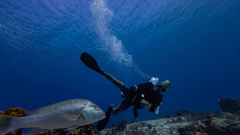 A diver swims through a coral reef near the Island of Cozumel, Mexico
