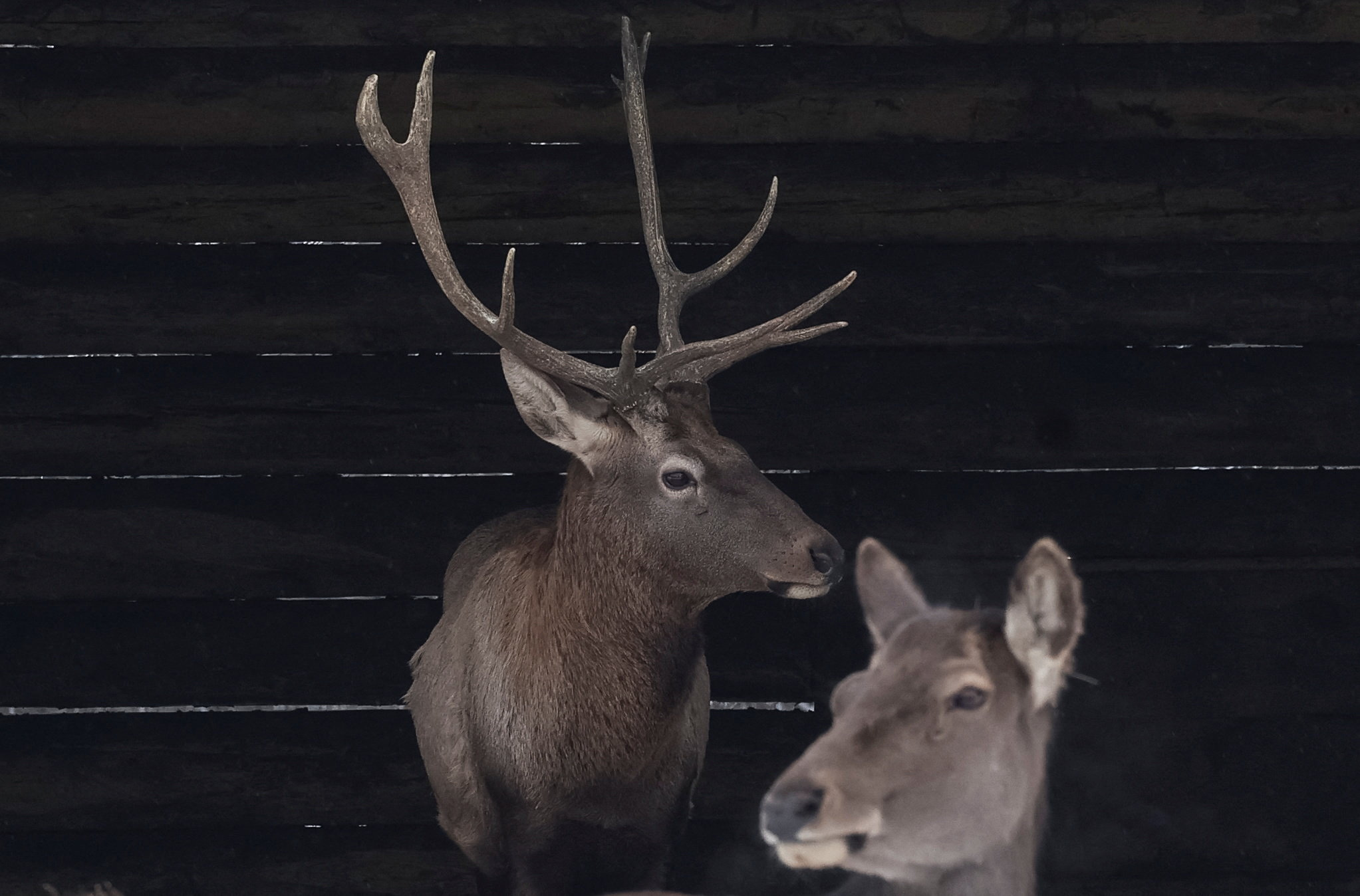 Deers in an aviary in zoo in Kyiv