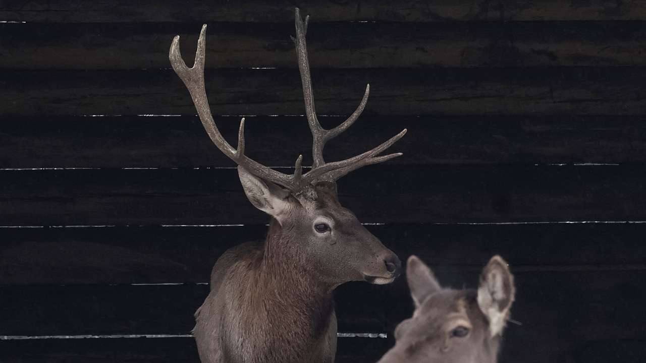 Deers in an aviary in zoo in Kyiv