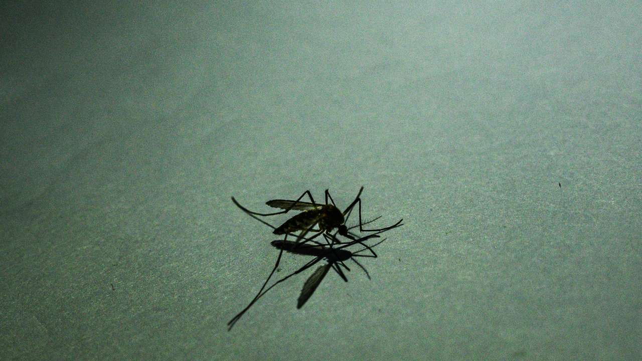 Anopheles Mosquito