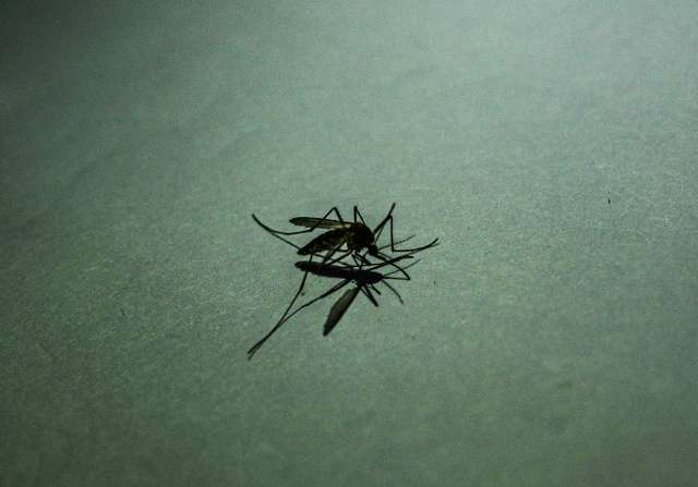 Anopheles Mosquito