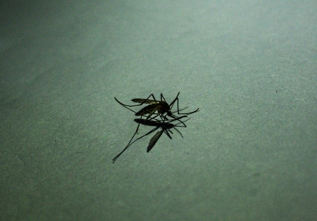Anopheles Mosquito