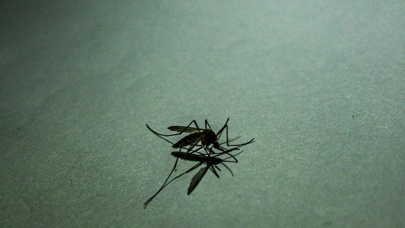 Anopheles Mosquito