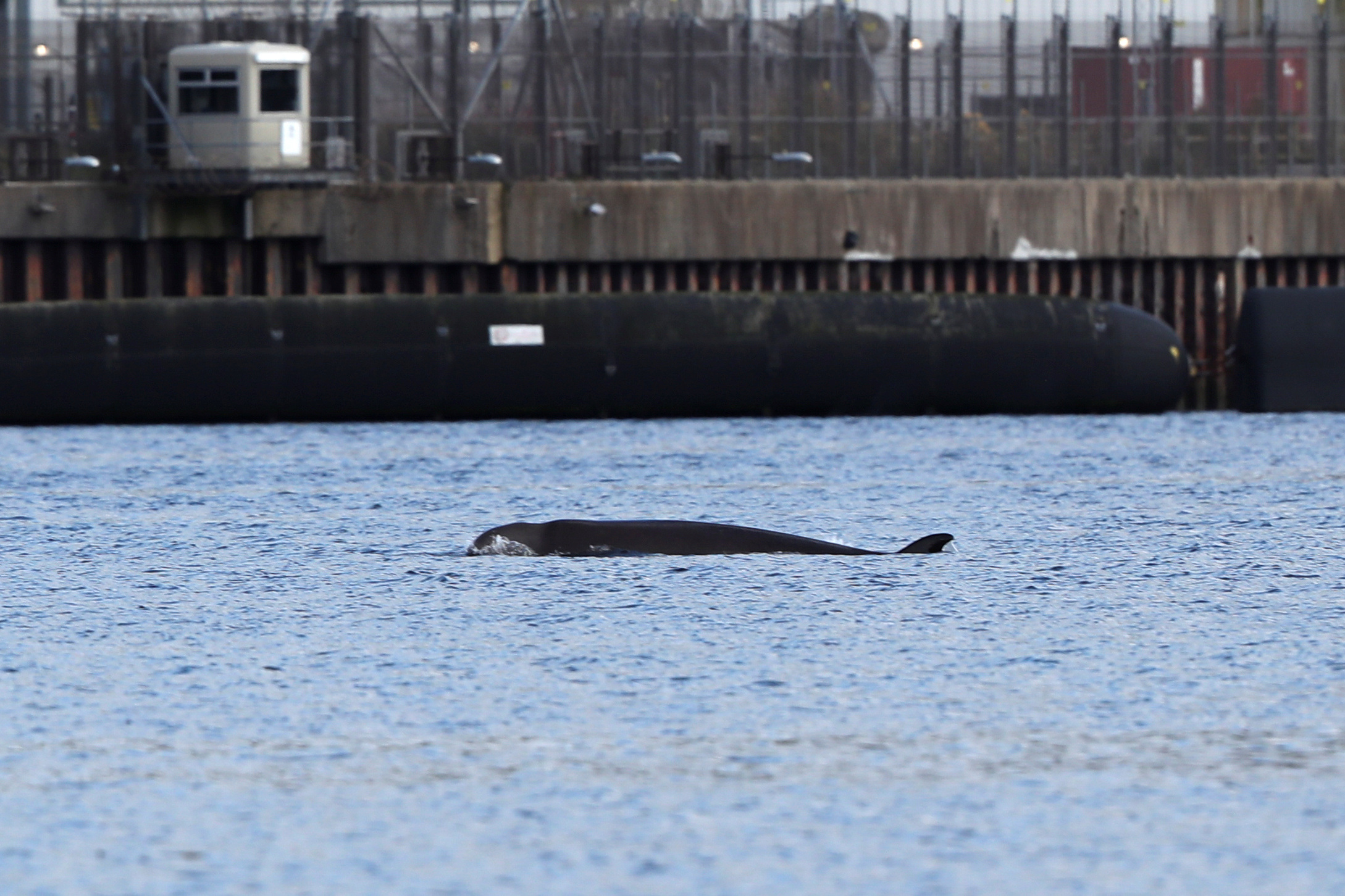A whale is seen near the Faslane nuclear submarine base in Gare Loch as rescuers are racing to herd a group of whales out of a Scottish loch ahead of major military exercises in Scotland