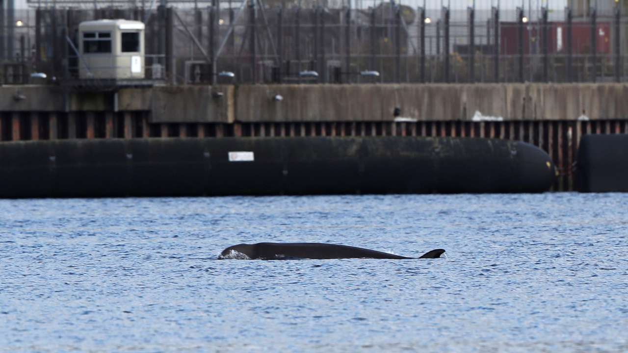 A whale is seen near the Faslane nuclear submarine base in Gare Loch as rescuers are racing to herd a group of whales out of a Scottish loch ahead of major military exercises in Scotland