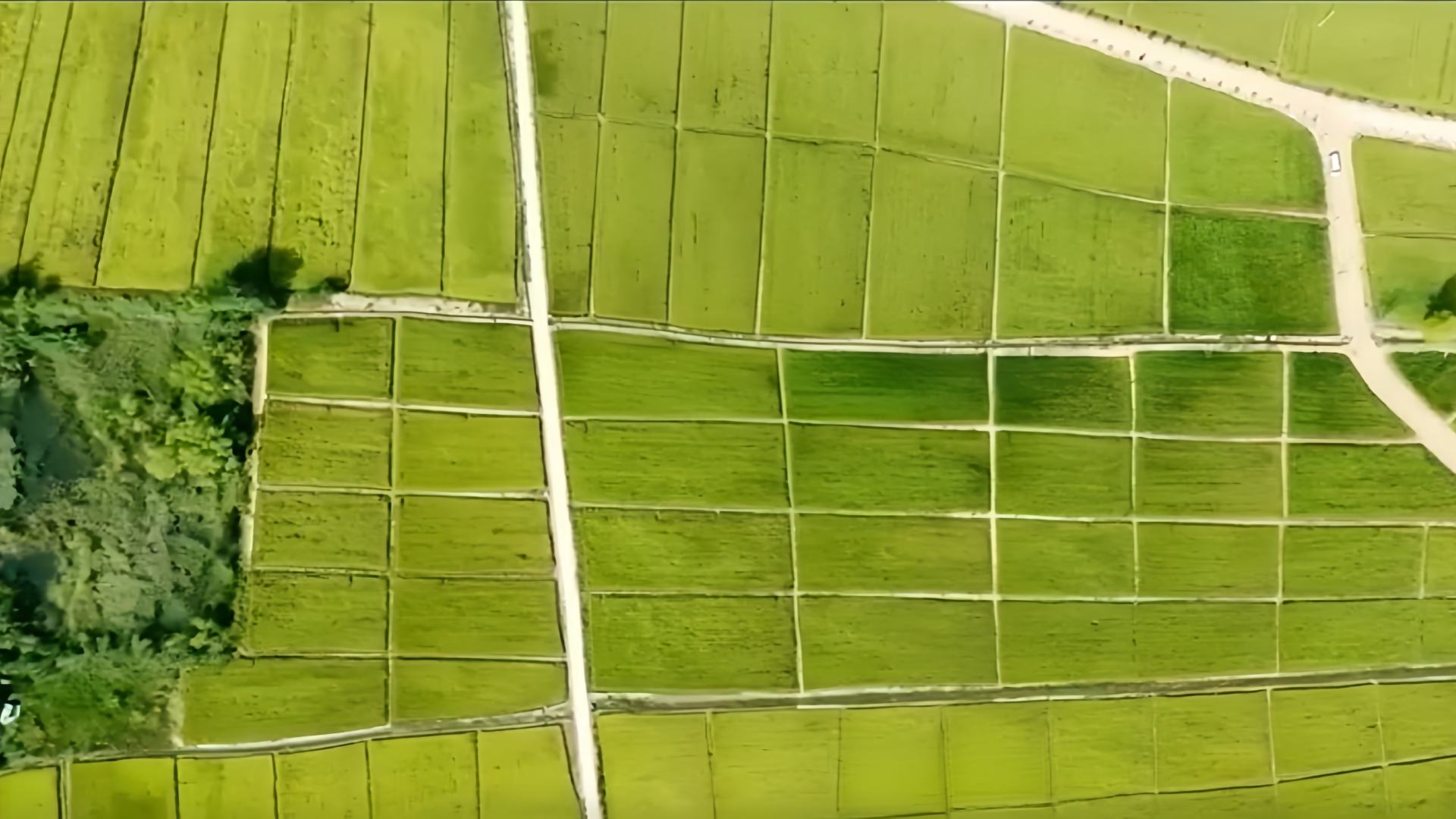A bird’s-eye view of rice fields in Duanting Village, Shanxi Province. 