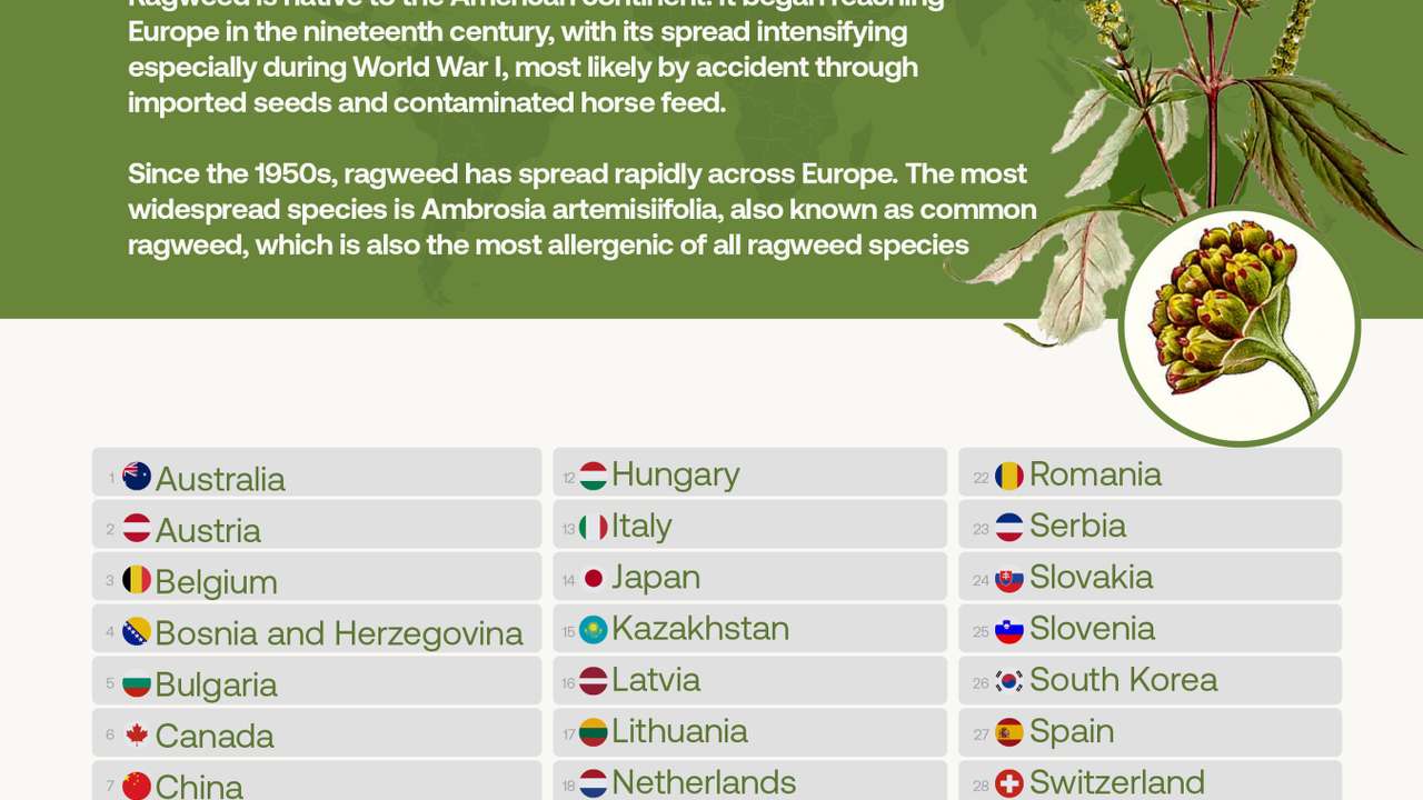 Ragweed spreads across Europe as highly allergenic plant poses growing health risk