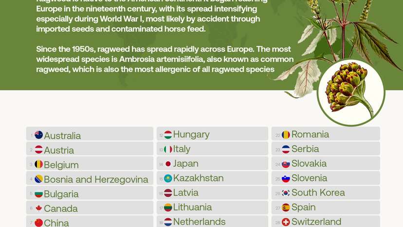 Ragweed spreads across Europe as highly allergenic plant poses growing health risk