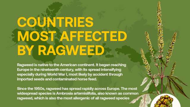 Ragweed spreads across Europe as highly allergenic plant poses growing health risk