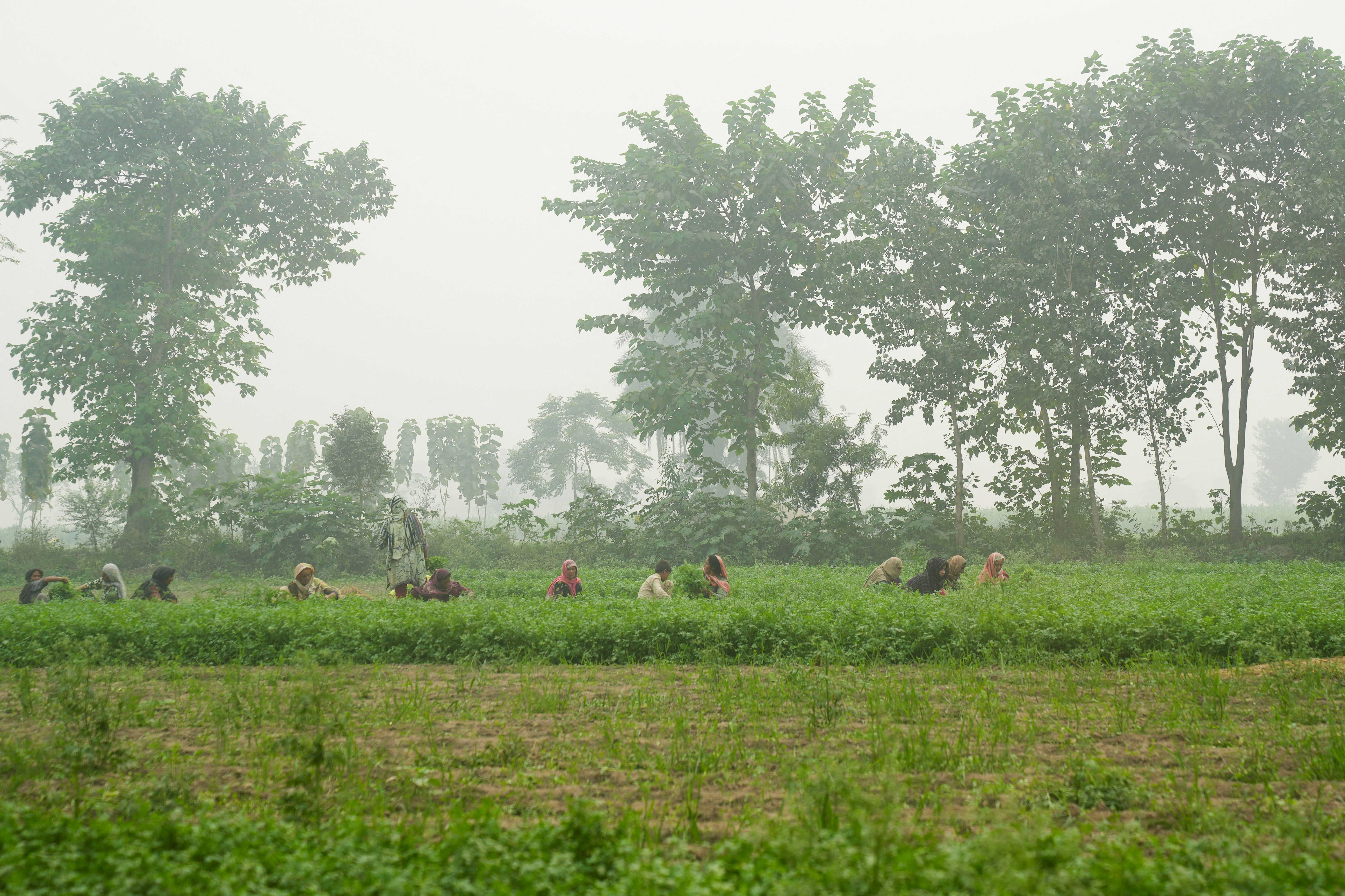 People work in a coriander field amid smog on the outskirts of Lahore