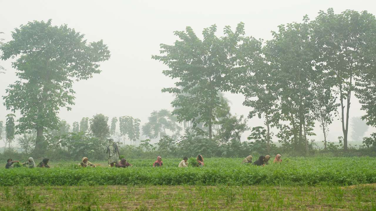People work in a coriander field amid smog on the outskirts of Lahore