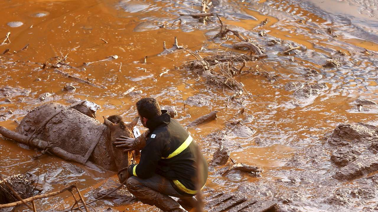 A rescue worker touches the face of a horse as they try to save it at Bento Rodrigues district, witch was covered with mud after a dam owned by Vale SA and BHP Billiton Ltd burst in Mariana