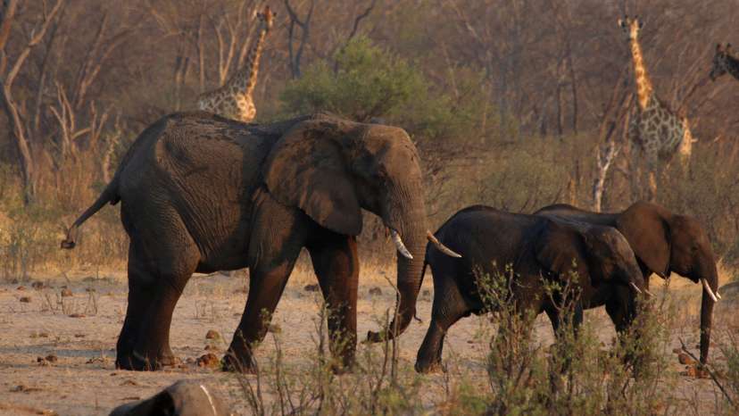 FILE PHOTO: A group of elephants and giraffes walk near a carcass of an elephant at a watering hole inside Hwange National Park