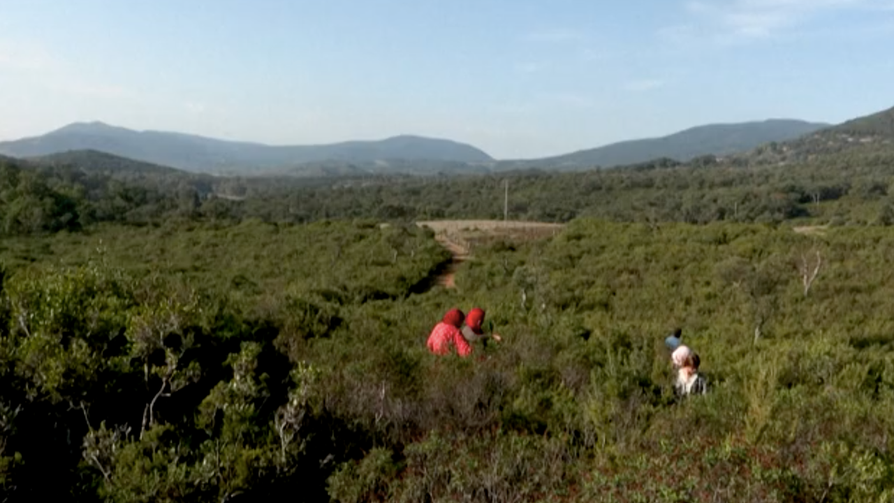 Tunisia women herb harvesters struggle with drought and heat