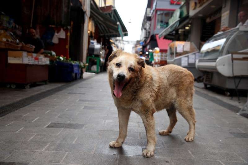 FILE PHOTO: Garip, a stray dog, who has been taken care by the shopkeepers at a local market, is pictured in Istanbul