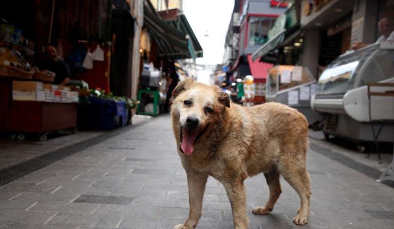 FILE PHOTO: Garip, a stray dog, who has been taken care by the shopkeepers at a local market, is pictured in Istanbul