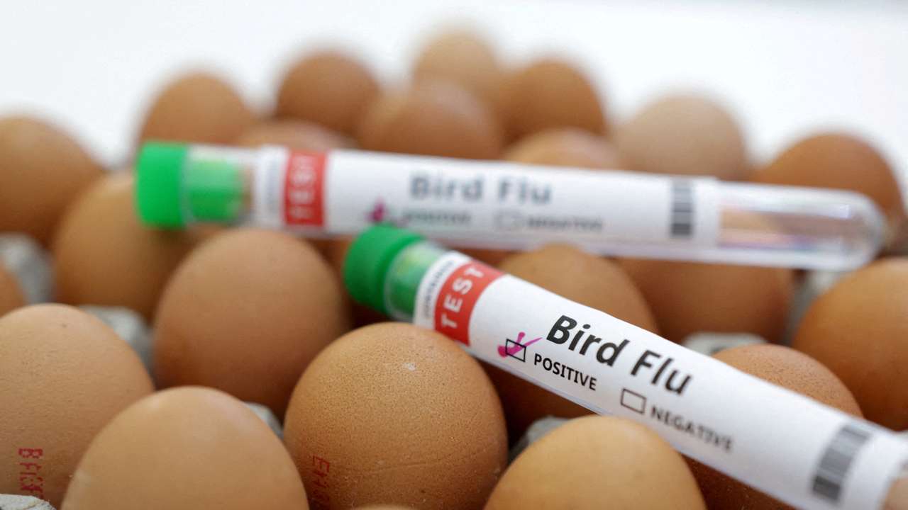 FILE PHOTO: Illustration shows test tubes labelled "Bird Flu" and eggs