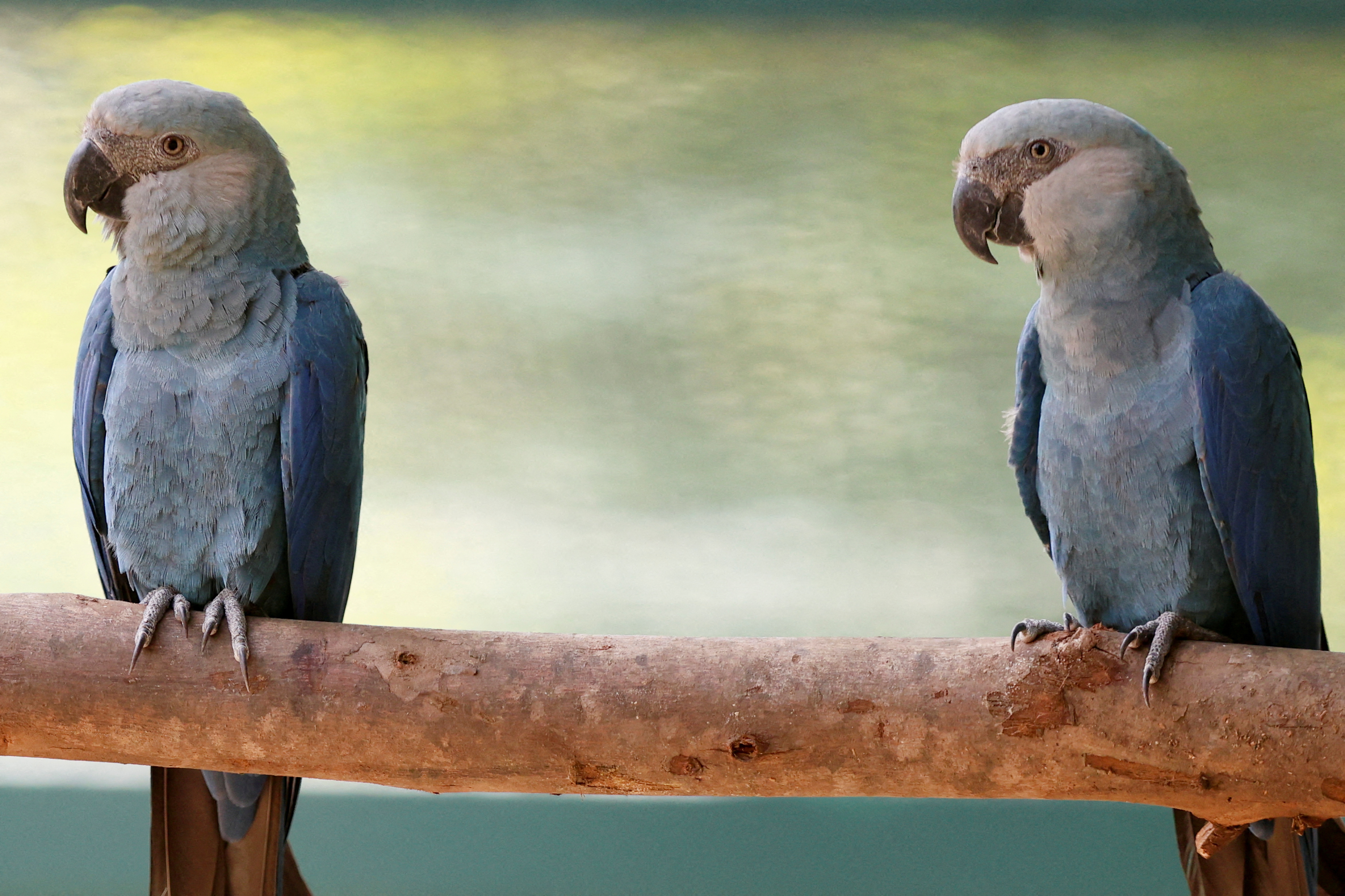 Sao Paulo zoo shows Spix's macaws