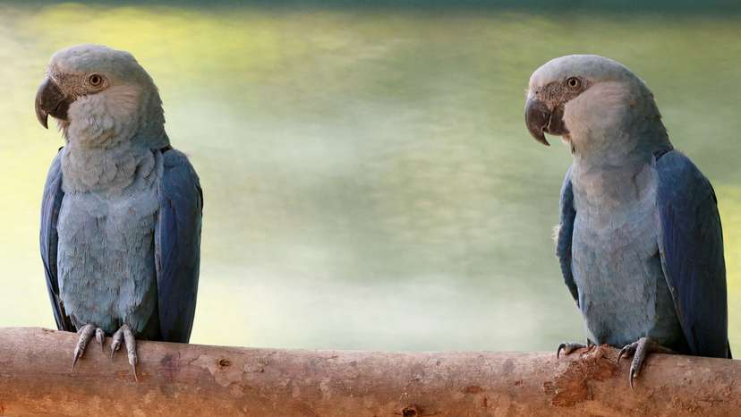 Sao Paulo zoo shows Spix's macaws