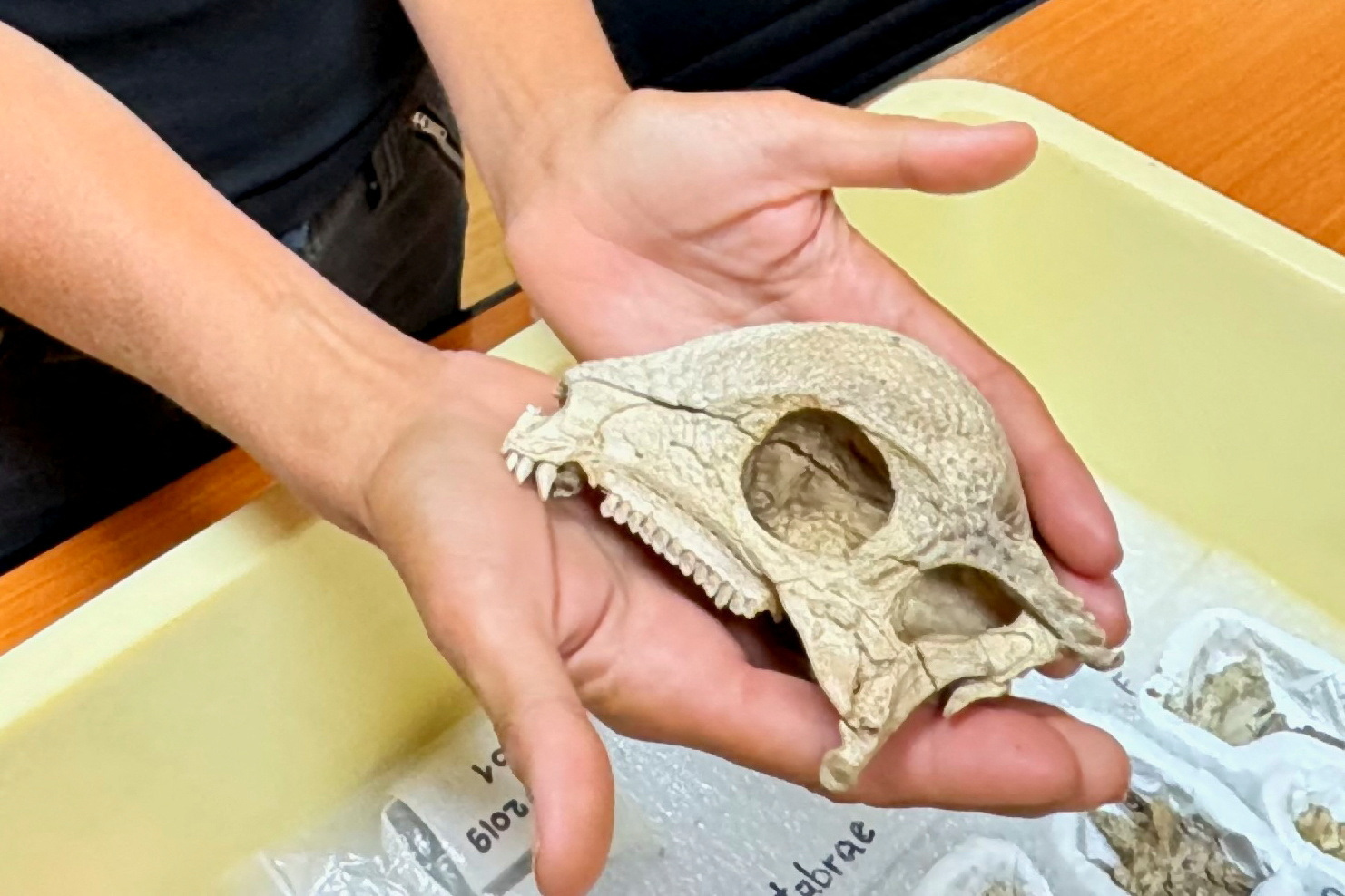 Paleontologist Lindsay Zanno holds the fossilized skull of the Cretaceous Period dome-headed dinosaur named Zavacephale rinpoche, whose remains were found in Mongolia