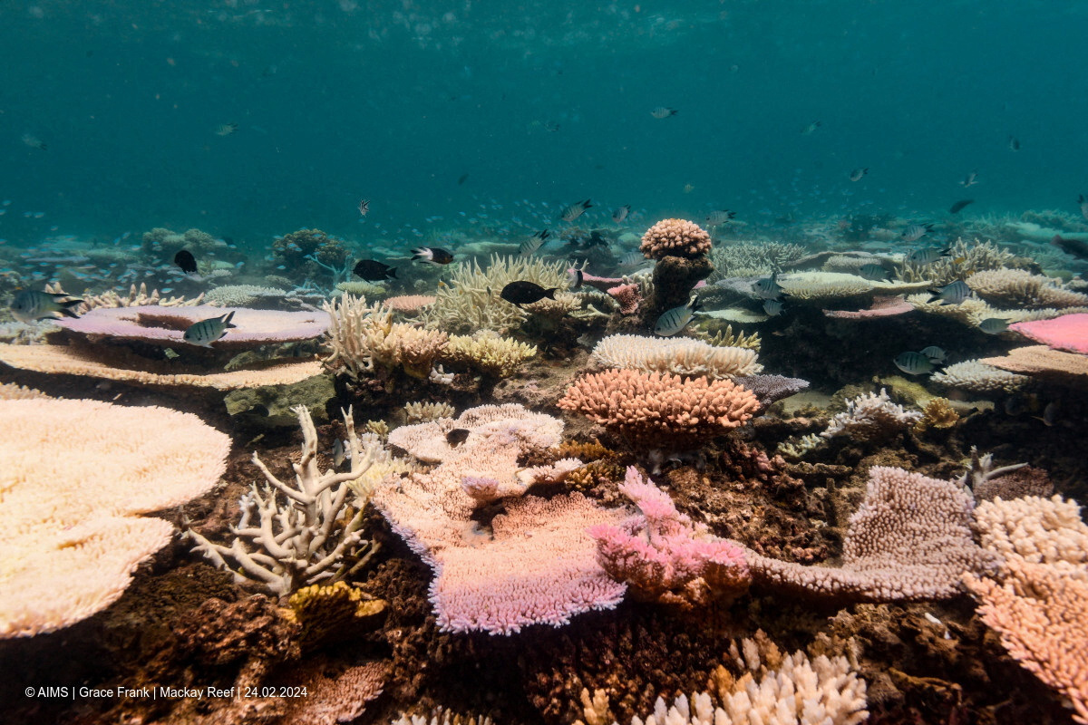 Coral reefs bleach in the Great Barrier Reef as scientists conduct in-water monitoring during marine heat in Mackay Reef
