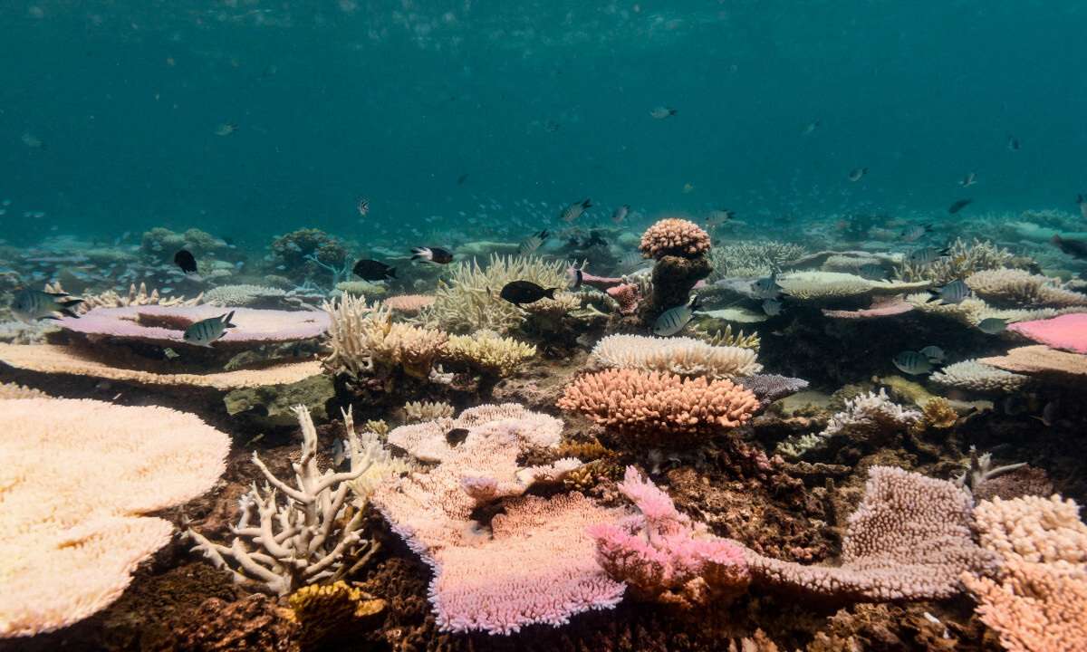 Coral reefs bleach in the Great Barrier Reef as scientists conduct in-water monitoring during marine heat in Mackay Reef