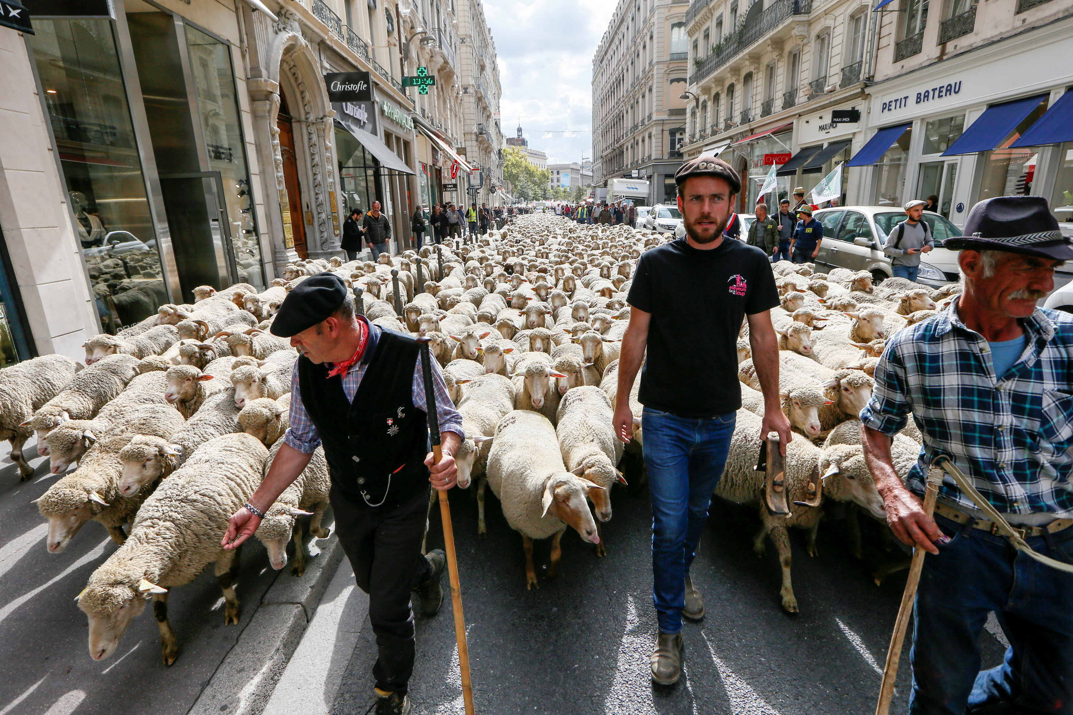FILE PHOTO: French farmers walk with sheep in Lyon during 2017 protests against government "Plan loup"  to protect wolves