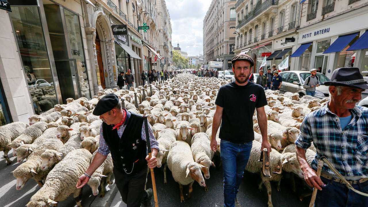 FILE PHOTO: French farmers walk with sheep in Lyon during 2017 protests against government "Plan loup" to protect wolves