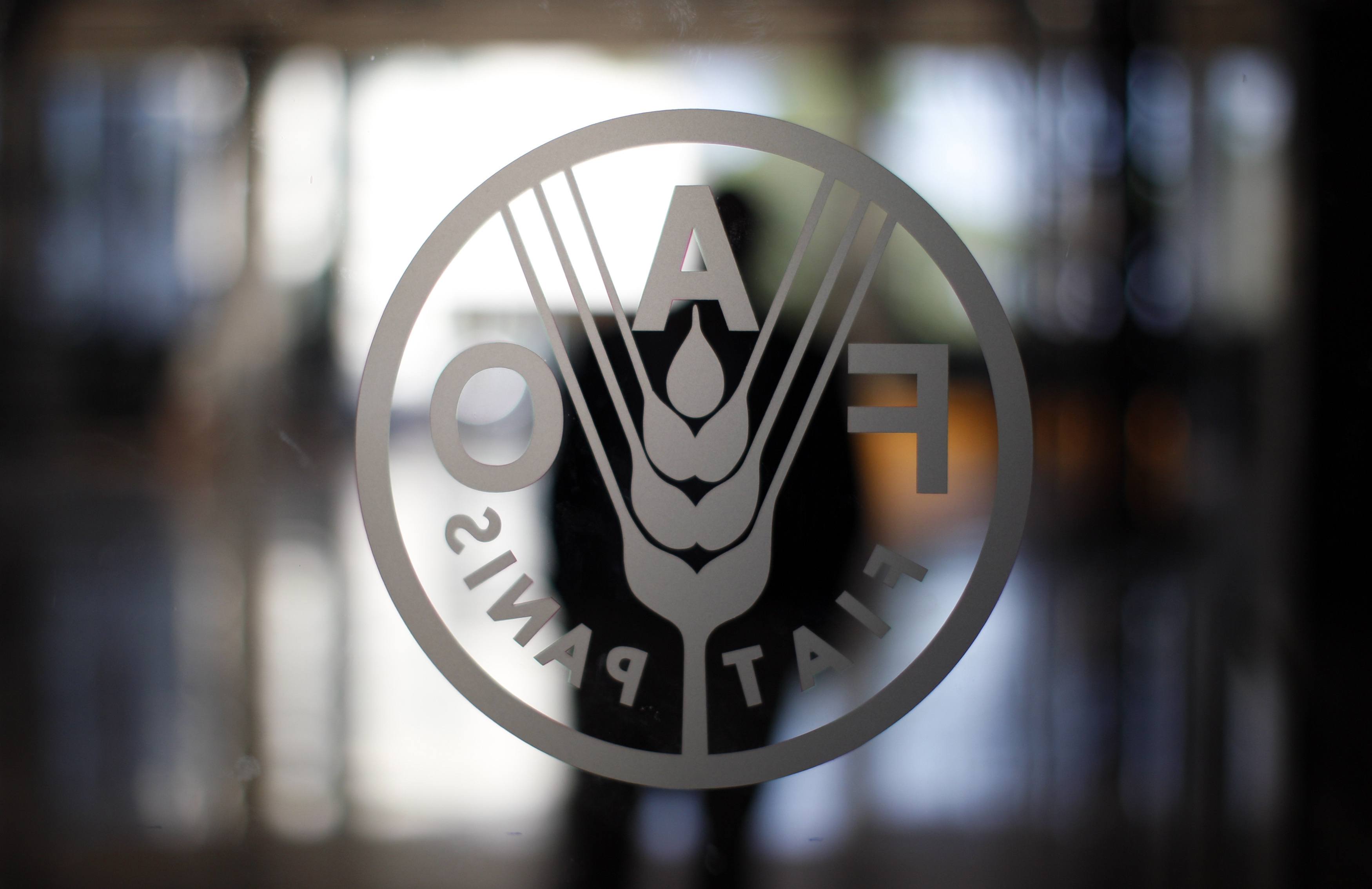 FAO's logo is seen at the FAO headquarters in Rome