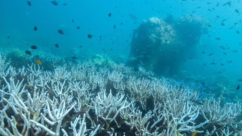 FILE PHOTO: Thailand's corals bleaching at fast pace amid rising global temperature