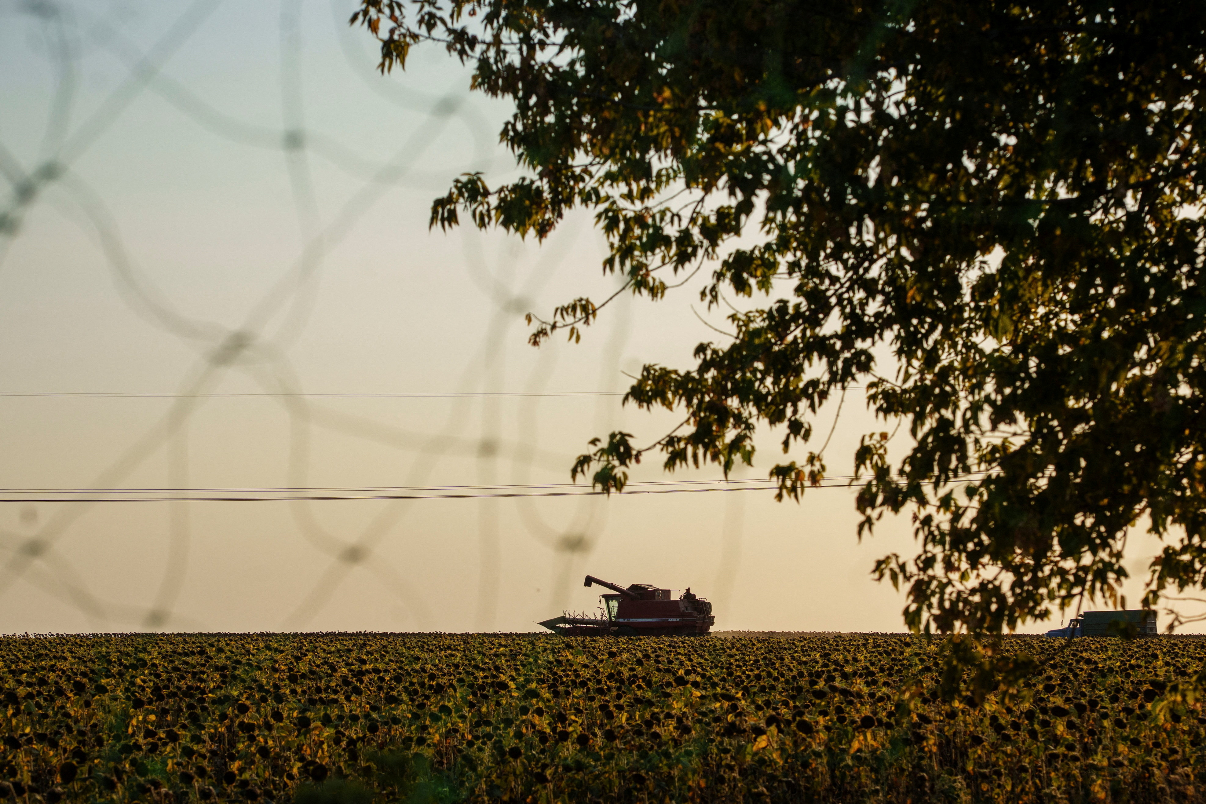FILE PHOTO: Combine harvests sunflowers in a field next to a road covered with an anti-drone net in Donetsk region