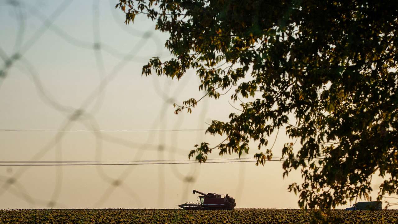 FILE PHOTO: Combine harvests sunflowers in a field next to a road covered with an anti-drone net in Donetsk region