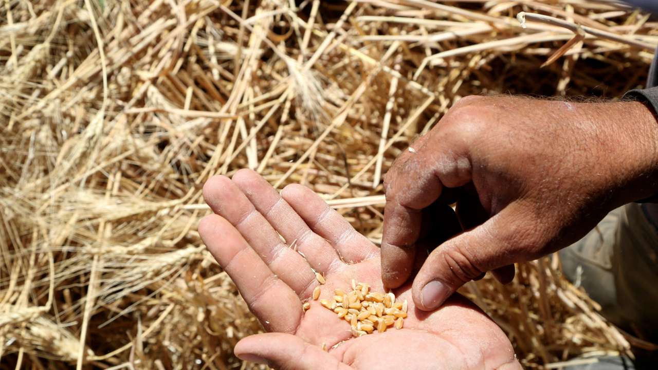 FILE PHOTO: Farmer Imad al-Sayyed holds wheat grains in a field in Deir Khabieh