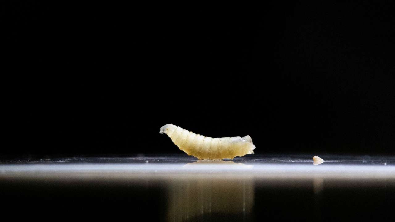 FILE PHOTO: Mexican government and livestock farmers struggle to control the outbreak of the screwworm