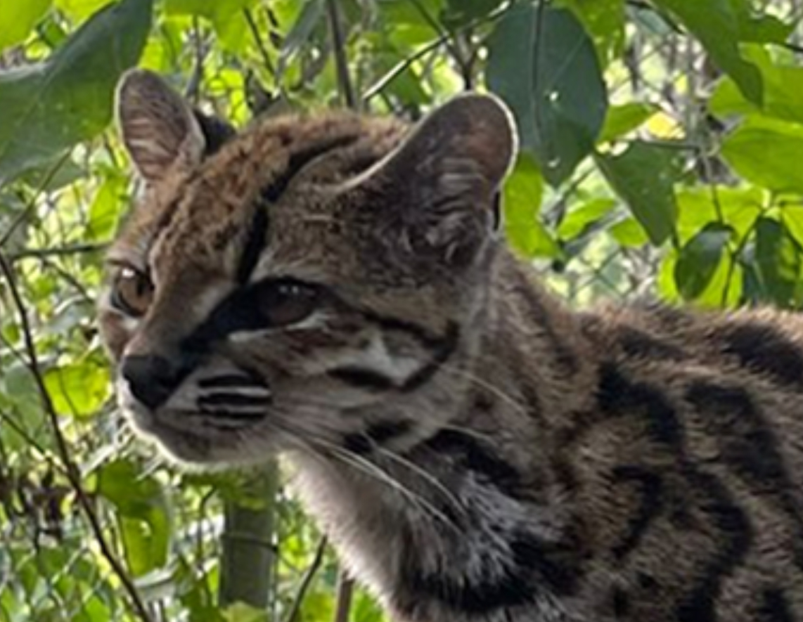 tilcayo-felino-bolivia