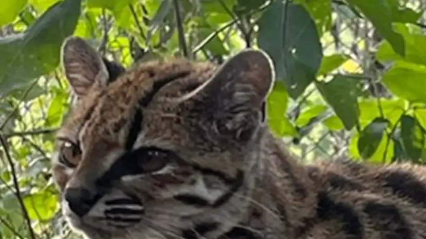 tilcayo-felino-bolivia