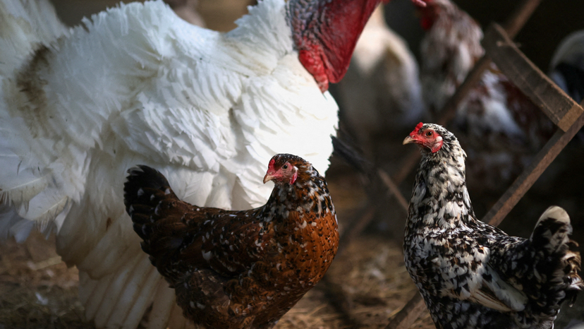 FILE PHOTO: Chickens and a turkey walk inside a coop at a private poultry farming at a ranch in Rio de Janeiro